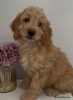 Cockapoo dogs in Treharris - Advert 12