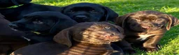Mixed Breed dogs for sale: STUNNING GWP X LABRADOR PUPPIES - Advert 12