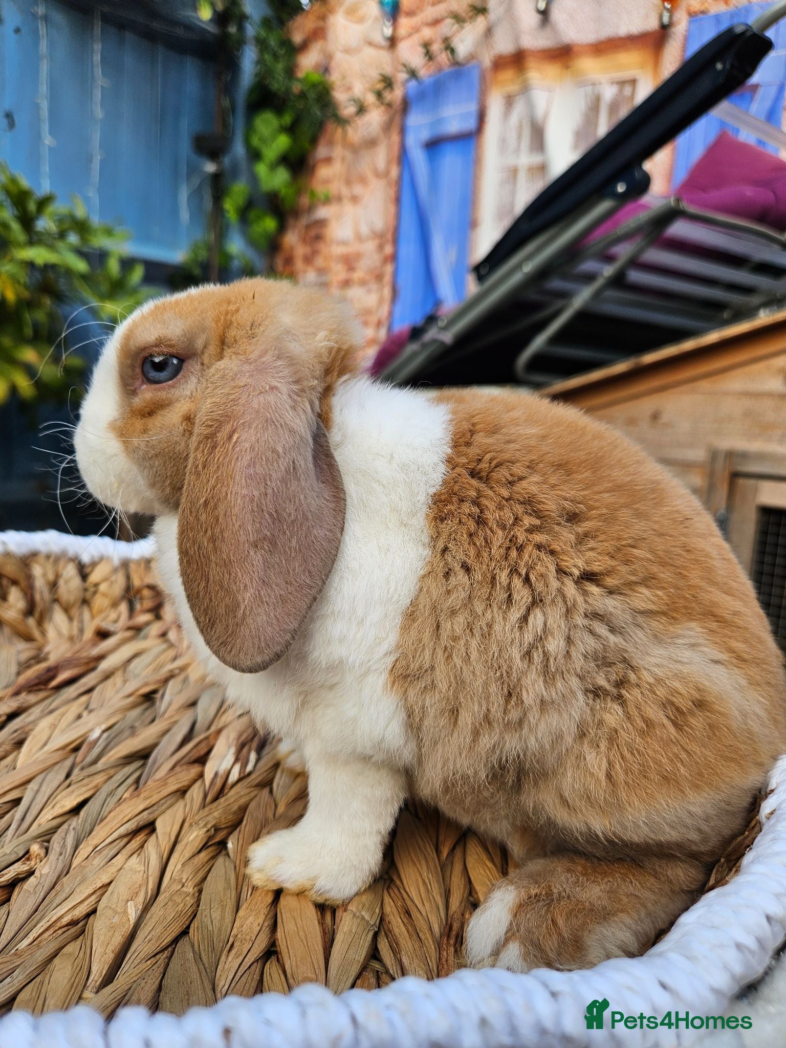 Mini Lop rabbits Pure bred Mini Plush Lops SUFFOLK PLUSH - Advert 1