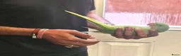 Parakeets birds for sale: Hand-Reared Baby Alexanderine Ready Now  - Advert 3