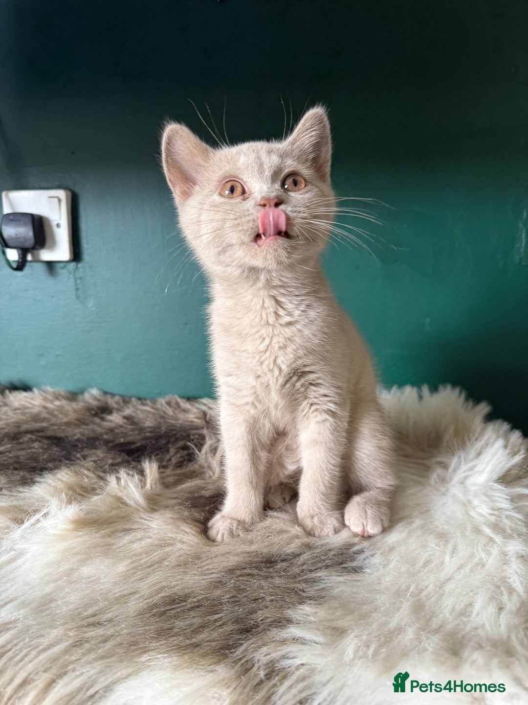 British Shorthair cats for sale: 12 week old Bsh males fawn and black  in Derby - Image 11