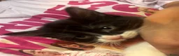 Mixed Breed cats for sale: Ready now last 2 Beautiful kittens - Advert 6