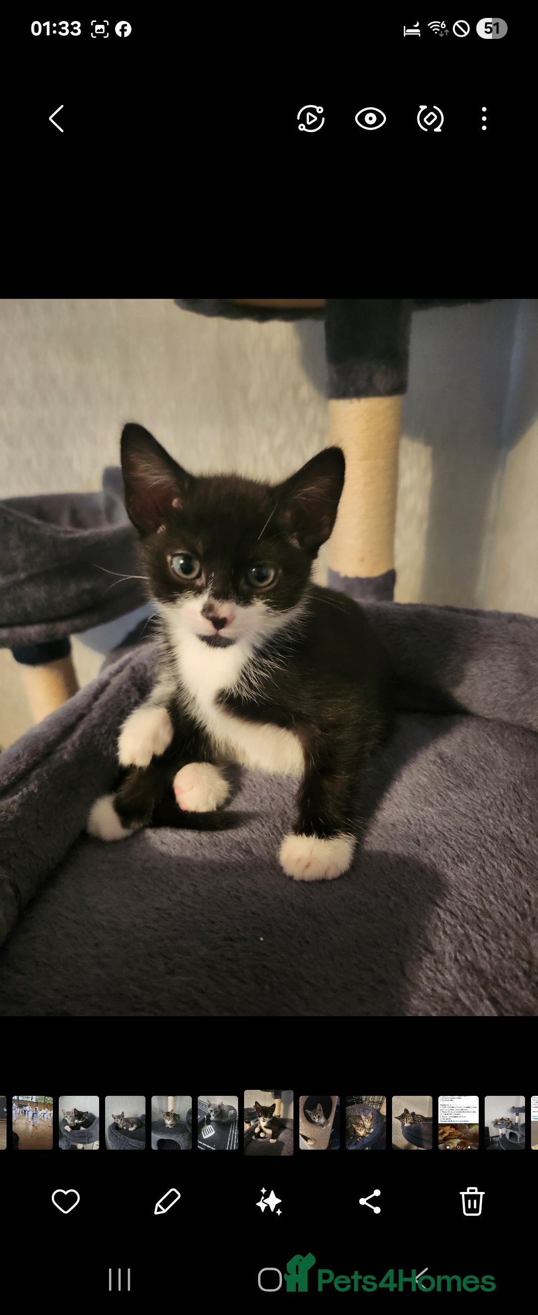 Mixed Breed cats for sale: Kittens  - Image 14