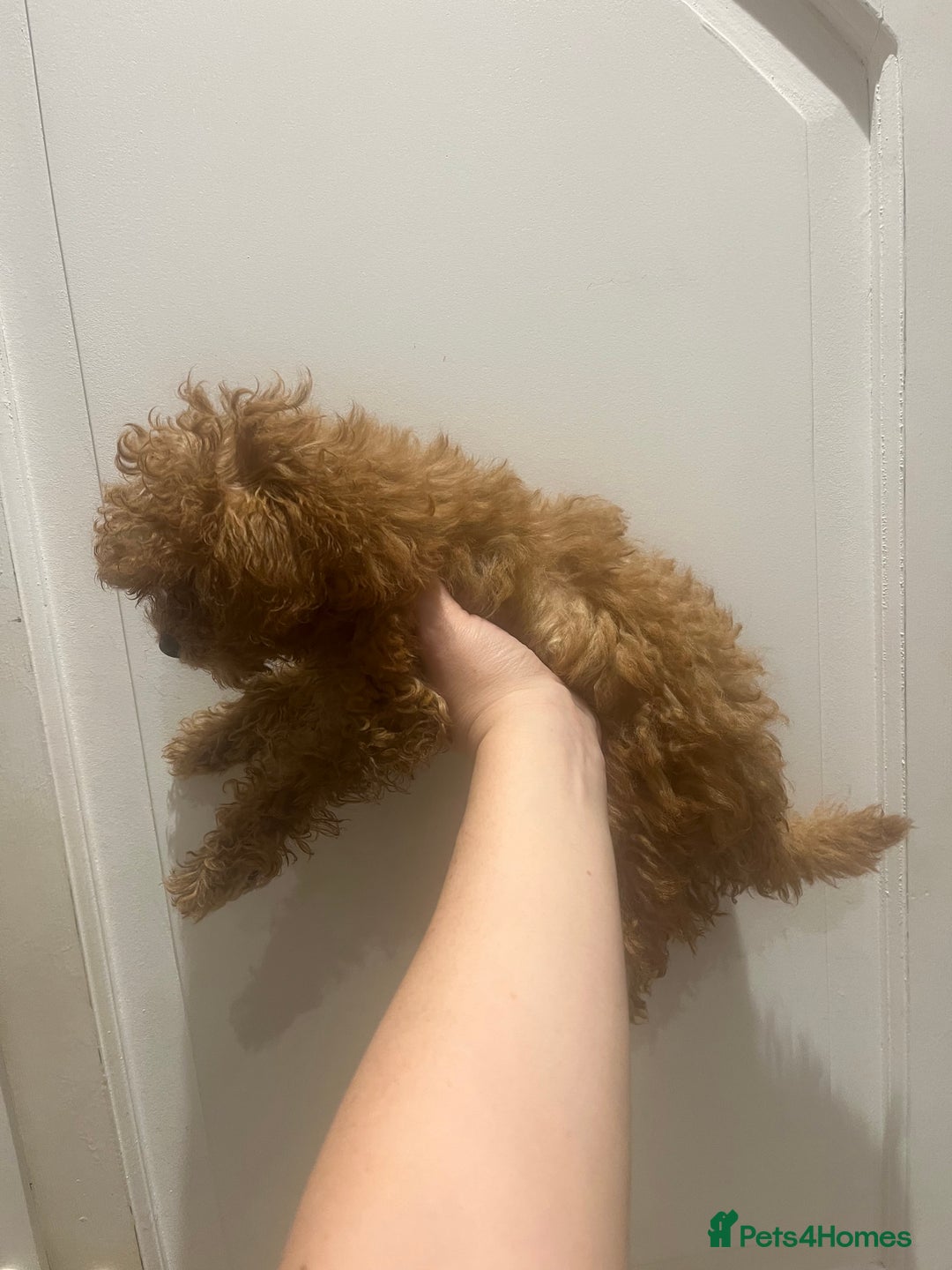Toy Poodle dogs for sale: 🧸Beautiful red toy/asian poodle puppies 🧸  - Advert 13