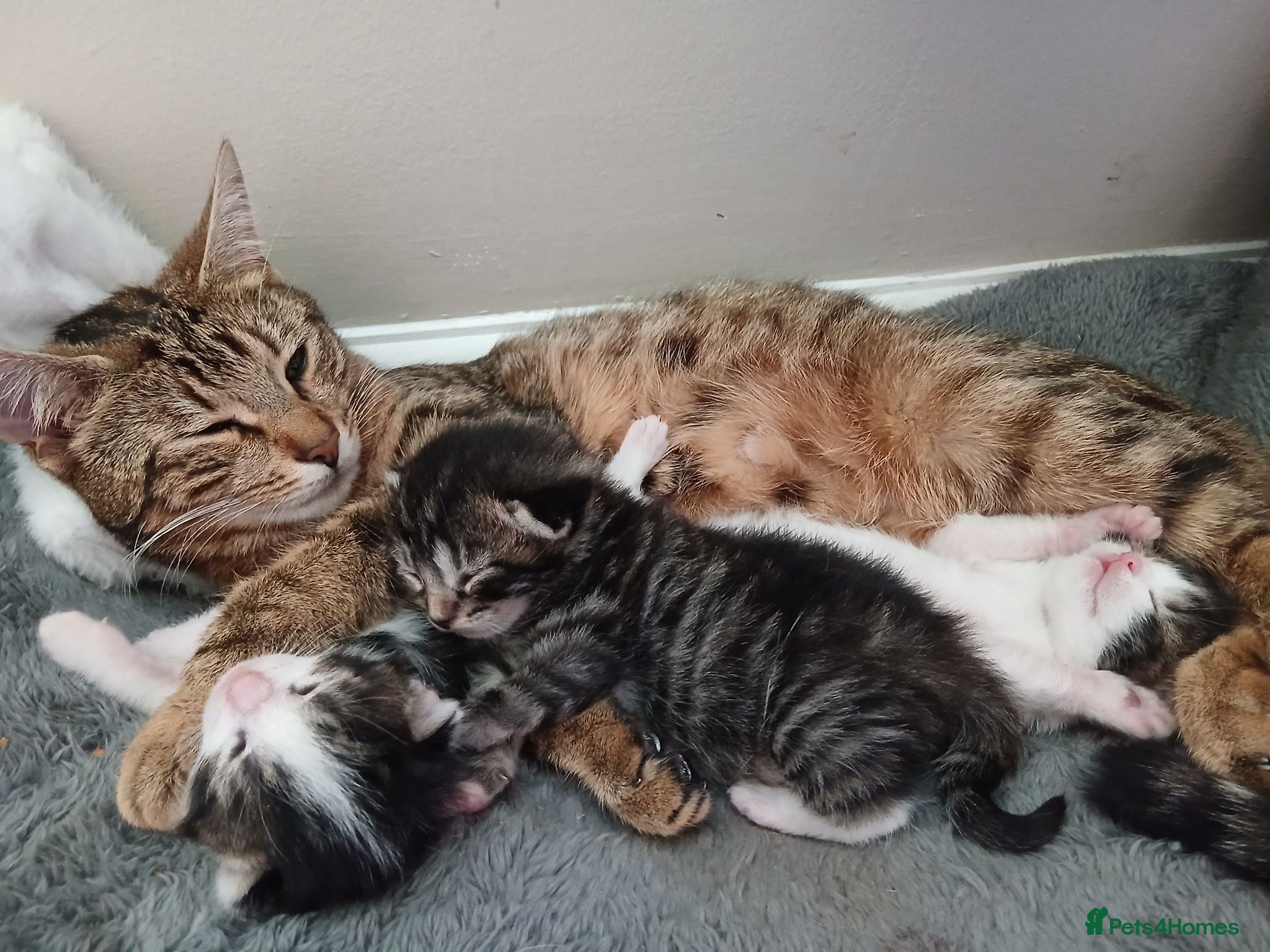 Mixed Breed cats 3 Beautiful kittens ready for their forever homes! - Advert 6