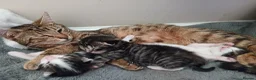 Mixed Breed cats for sale: 3 Beautiful kittens ready for their forever homes! in Bristol - Advert 1