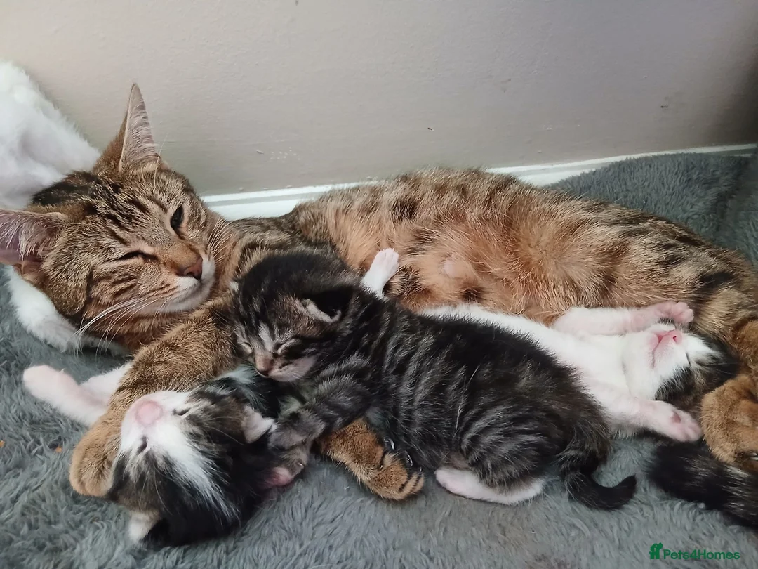 Mixed Breed cats for sale: 3 Beautiful kittens ready for their forever homes! in Bristol - Advert 1