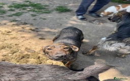 Mixed Breed dogs for adoption: Meet Lovely little LOTTIE! she needs a Loving Home - Image 20