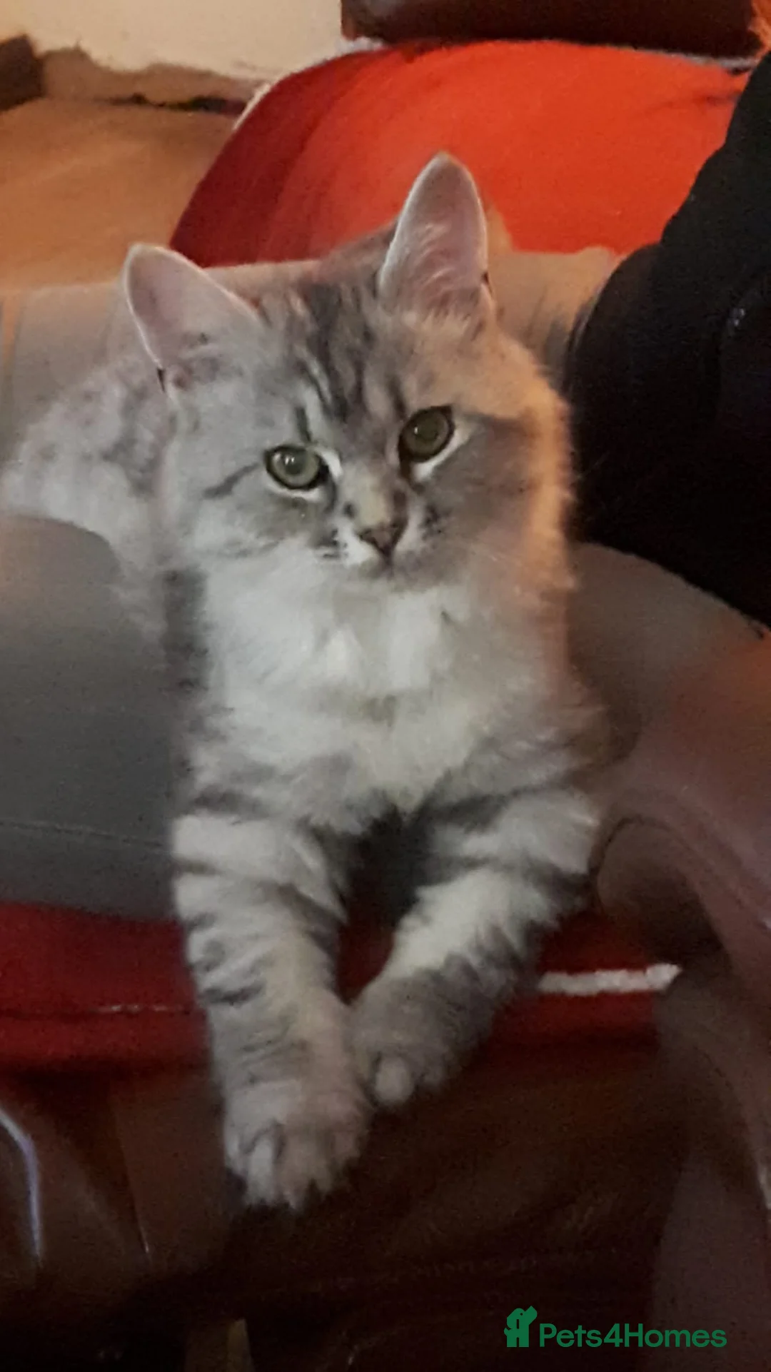 Siberian cats for sale: Stunning Siberian Female GCCf and TICA Reg Active - Advert 2