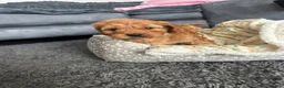 Maltipoo dogs for sale: 7-Month-Old Maltipoo  Loving Home Wanted 🐾 - Advert 22