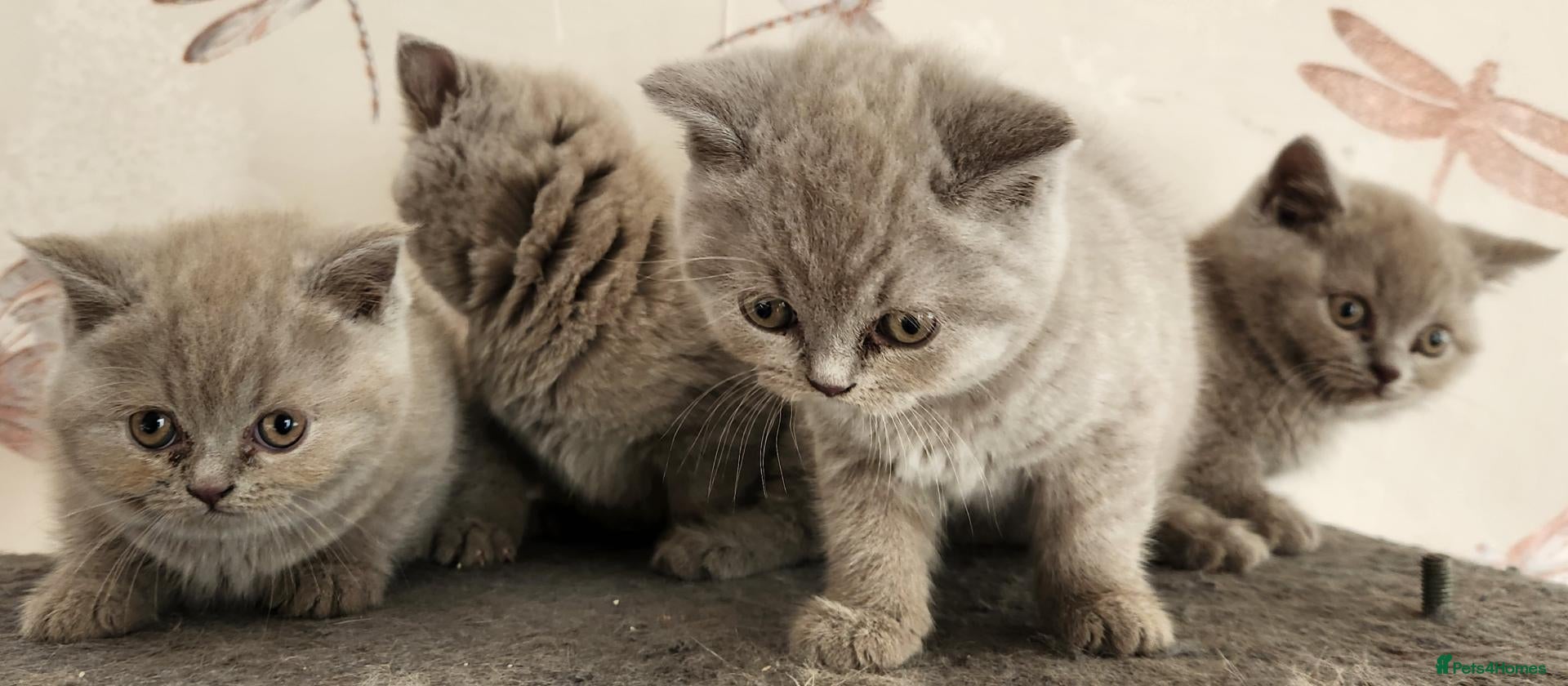 British Shorthair cats British shorthair kittens ready to leave now  - Advert 3