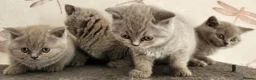 British Shorthair cats for sale: British shorthair kittens ready to leave now  - Advert 1