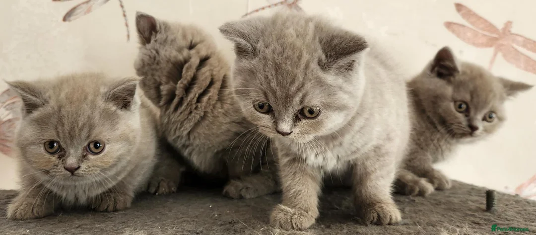 British Shorthair cats for sale: British shorthair kittens ready to leave now  - Advert 1