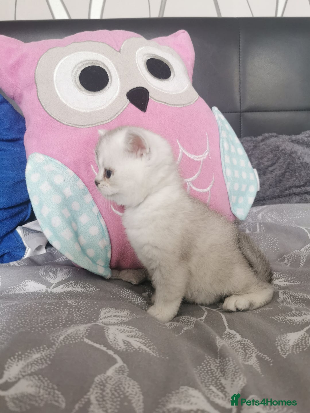 Scottish Fold cats for sale: Scottish Fold/Straight Kittens  - Image 29