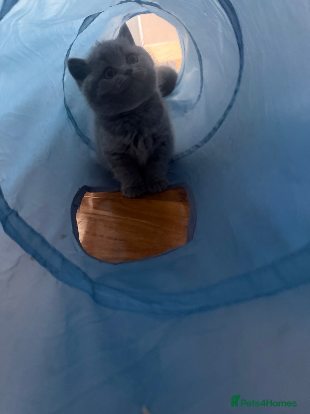 Scottish Fold cats for sale: Scottish fold kittens  - Advert 17