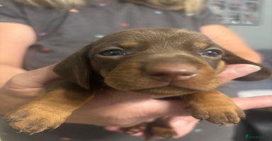 Dachshund dogs - Advert 3