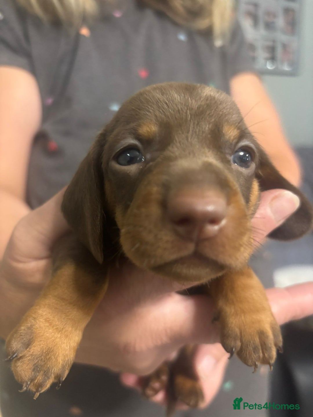 Dachshund dogs for sale: Miniature Dachshund pups £1000 - Image 2