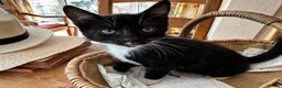 Mixed Breed cats for sale: Kittens jointly raised by our little dog  - Advert 1
