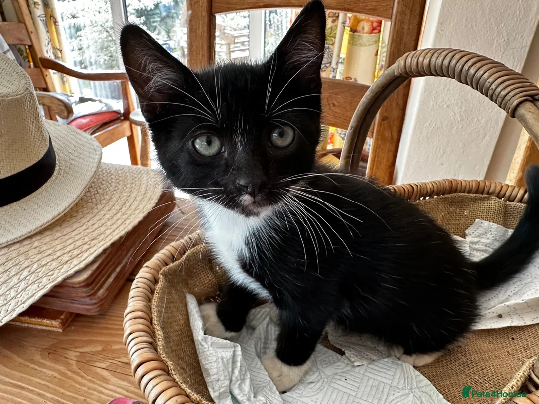 Mixed Breed cats for sale: Kittens jointly raised by our little dog  - Advert 1
