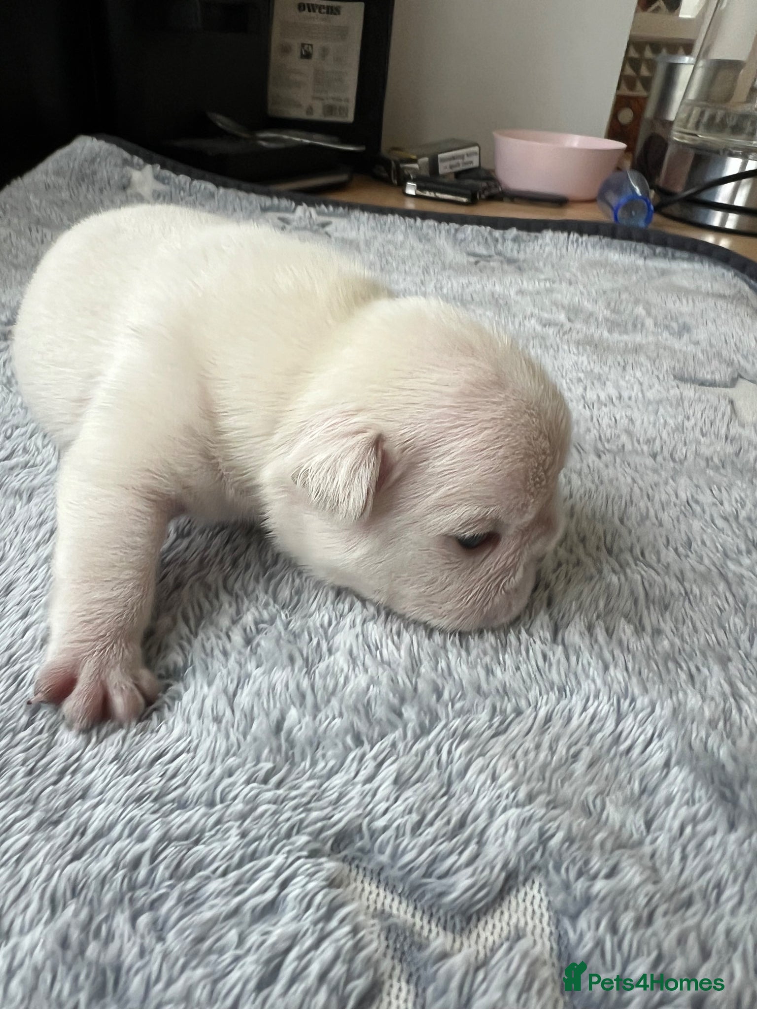 French Bulldog dogs KC Frenchies, platinum/blue sable  - Advert 2