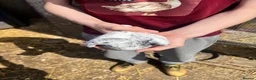 Pigeons birds for sale: Grizzle and White Grizzle Pigeon - Advert 3