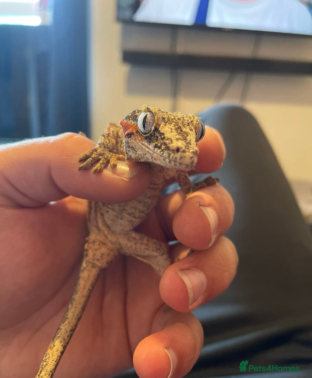 Gecko reptiles for sale: Gargoyle Gecko Full Bioactive Setup - Image 4