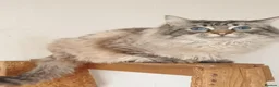 Ragdoll cats for stud: 💙Absolutely Stunning Lynx Boy For Stud Duties. - Advert 6