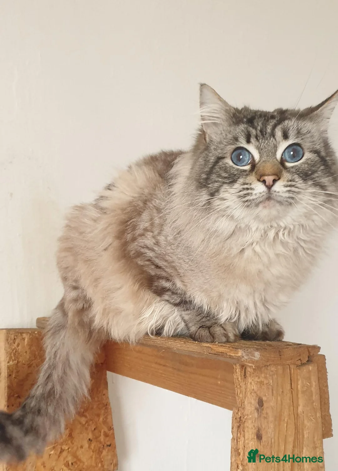Ragdoll cats for stud: 💙Absolutely Stunning Lynx Boy For Stud Duties. - Advert 6