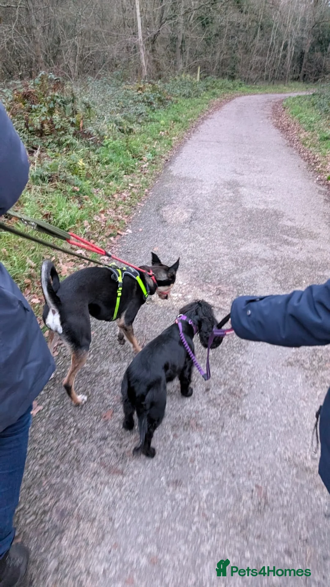 Mixed Breed dogs for adoption: Oreo - very sweet lad - Advert 11