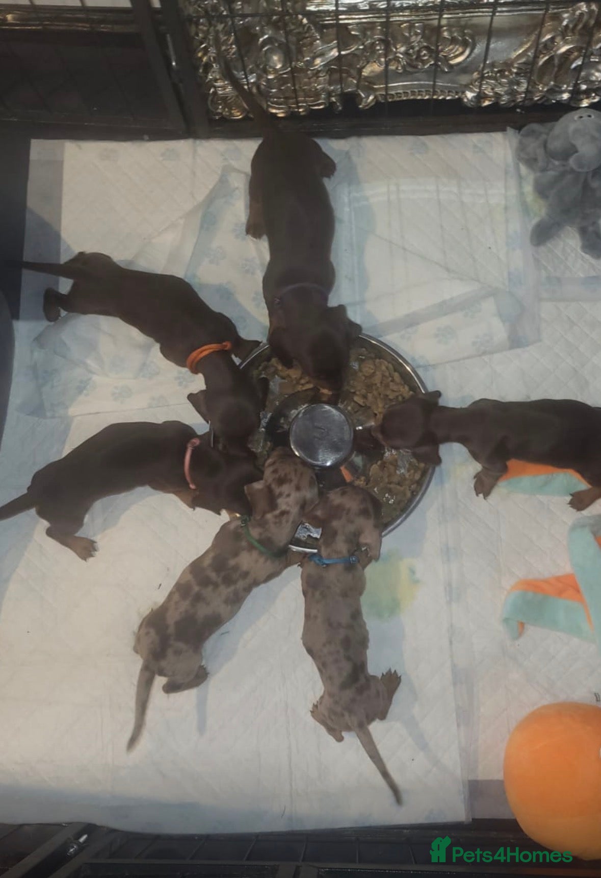 Dachshund dogs 6 mini dachshunds looking for there forever home  - Advert 13