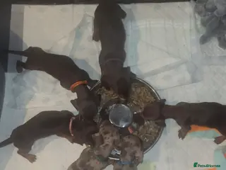 Dachshund dogs 6 mini dachshunds looking for there forever home - Advert 13