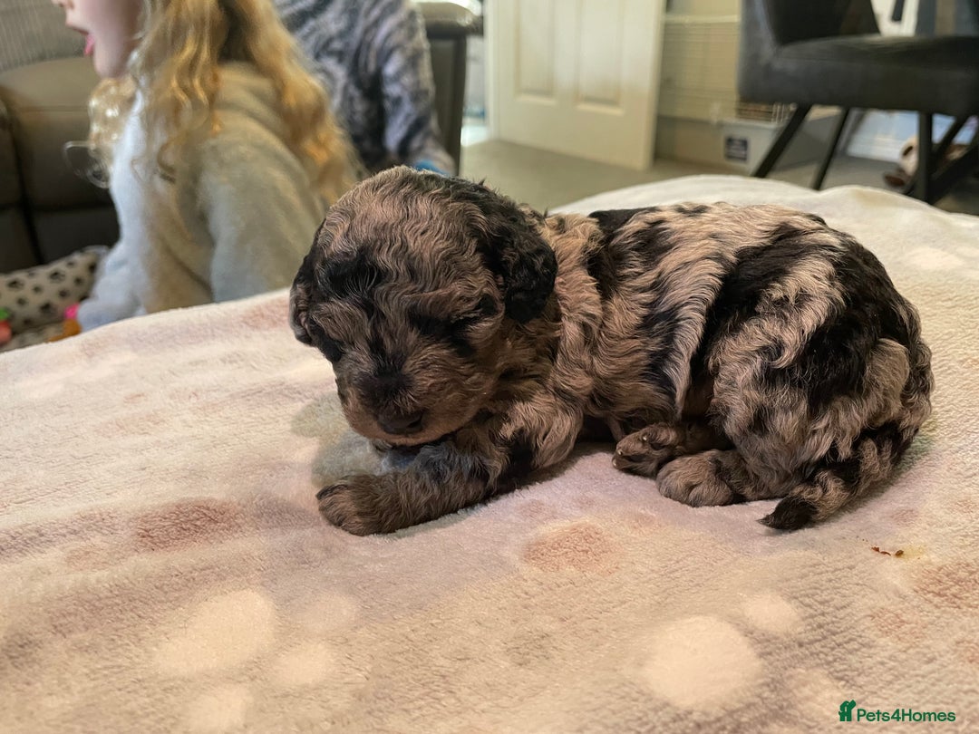 Cockapoo dogs for sale: 3 beautiful cockapoo puppies for sale  - Advert 19