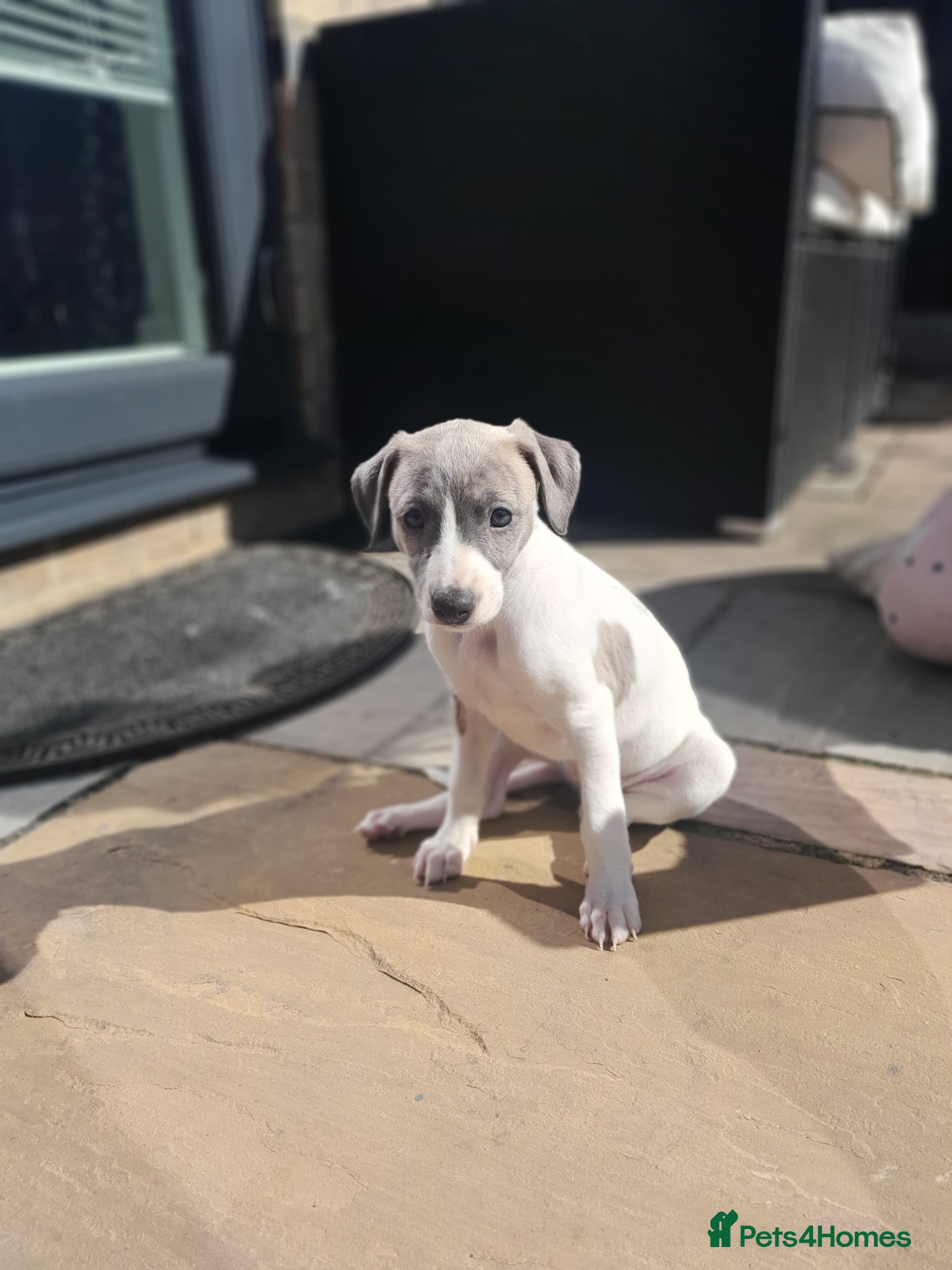 Mixed Breed dogs Wiggy - Advert 14