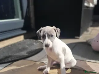 Mixed Breed dogs Wiggy - Advert 5