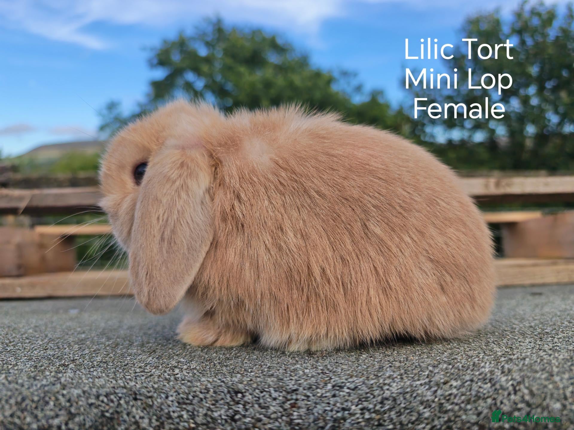 Mini Lop rabbits Various Mini Lop youngsters  - Advert 1