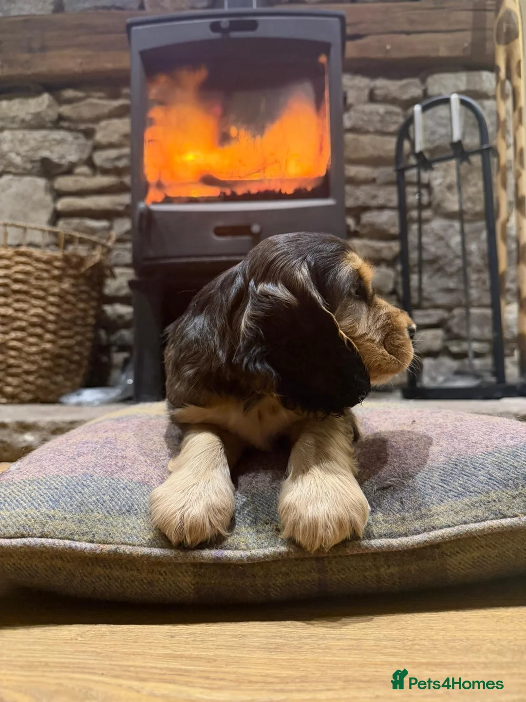 Cocker Spaniel dogs for sale: Stunning sable show cocker puppies in Kendal - Advert 23
