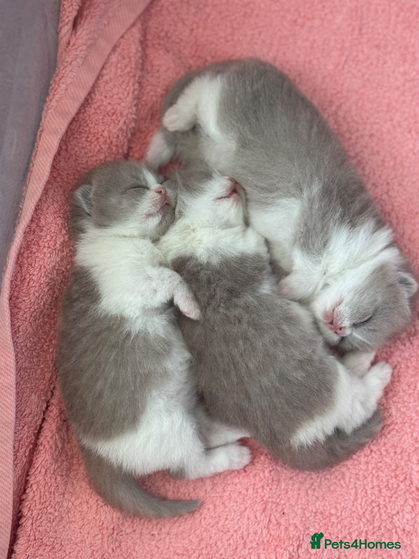 British Shorthair cats Lilac bi colours boys ready mid December ( TICA) - Advert 10