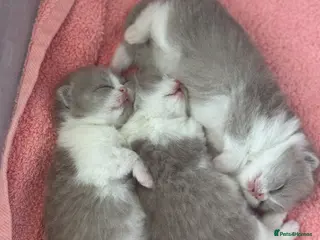 British Shorthair cats Lilac bi colours boys ready mid December ( TICA) - Advert 10