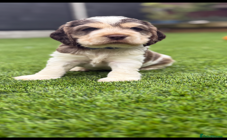 Cocker Spaniel dogs - Advert 13