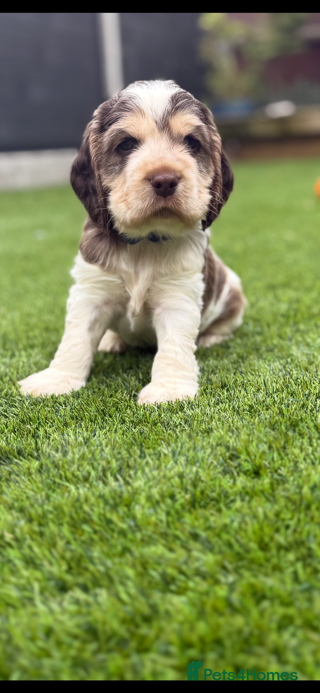 Cocker Spaniel dogs for sale: Quality English Show Cocker Spaniels (Serci Lines) - Image 6