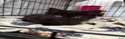 Mixed Breed cats for sale: Adorable kittens need loving homes! - Advert 10