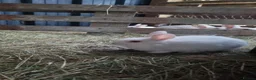 New Zealand rabbits for sale: Mixed New Zealand Bunnies in Trefriw - Advert 8