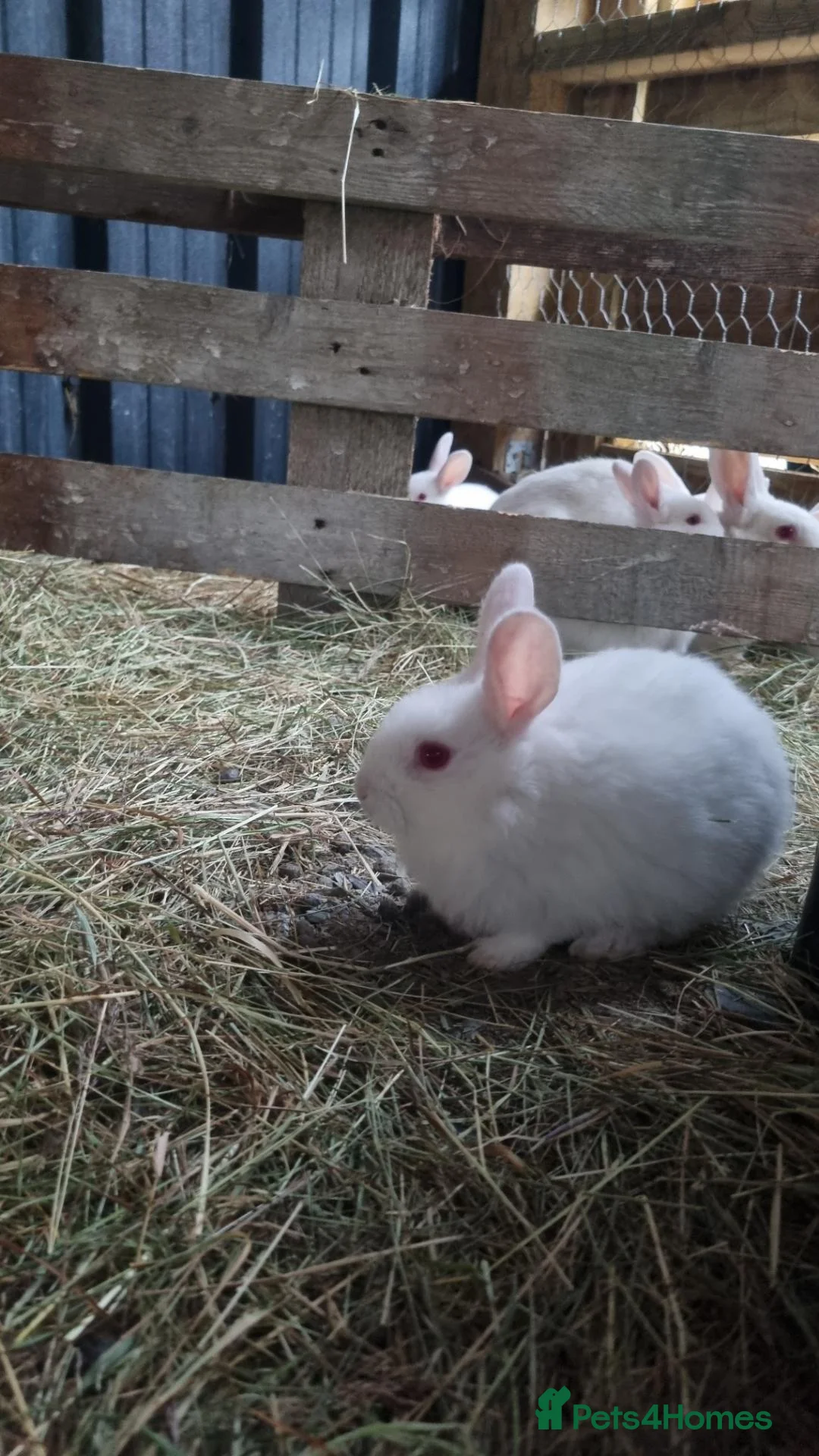 New Zealand rabbits for sale: Mixed New Zealand Bunnies in Trefriw - Advert 8