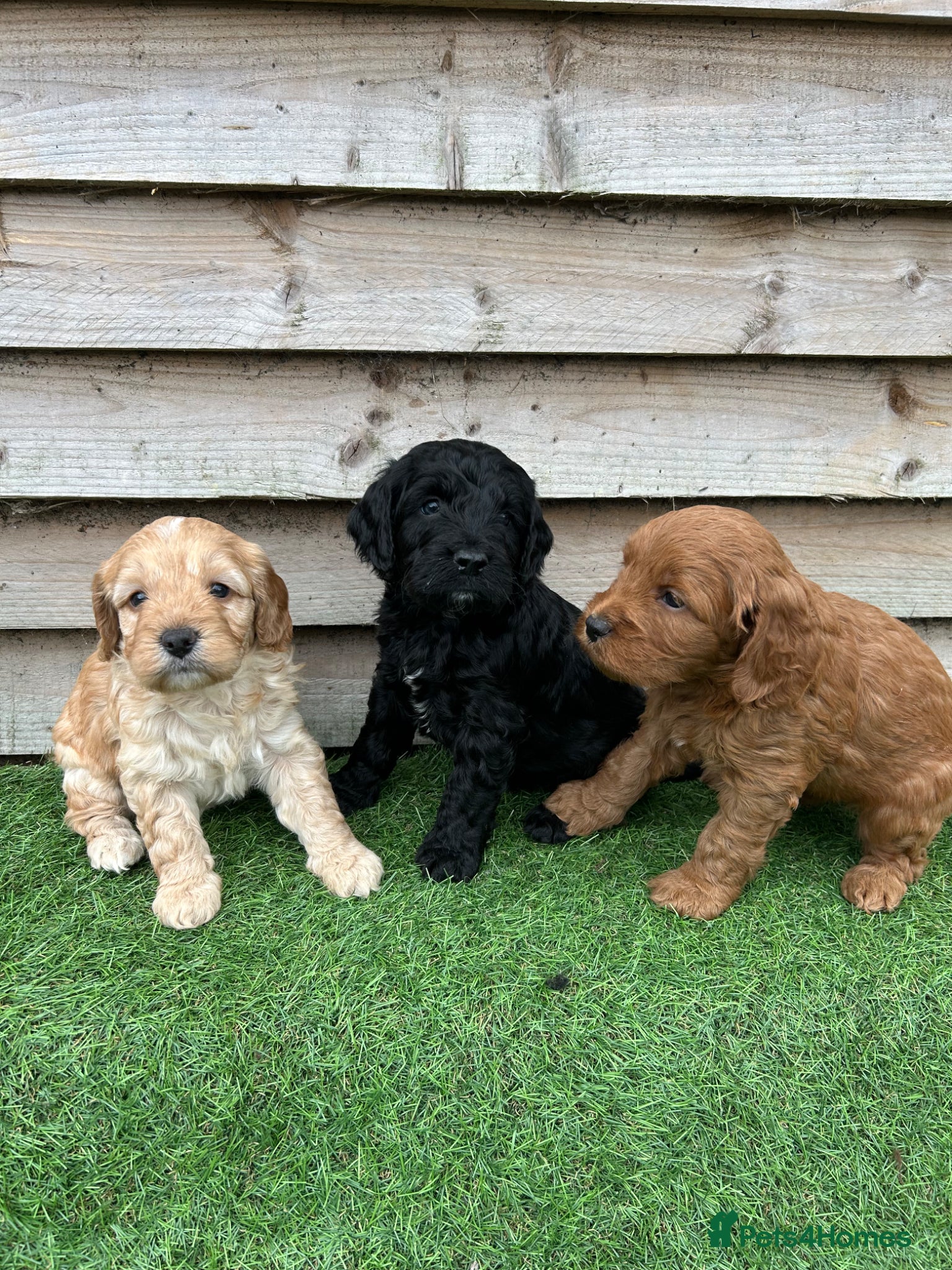 Cockapoo dogs Cockapoo pups f1 - Advert 1
