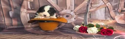 Australian Shepherd dogs for sale: Australian shepherds  - Advert 17