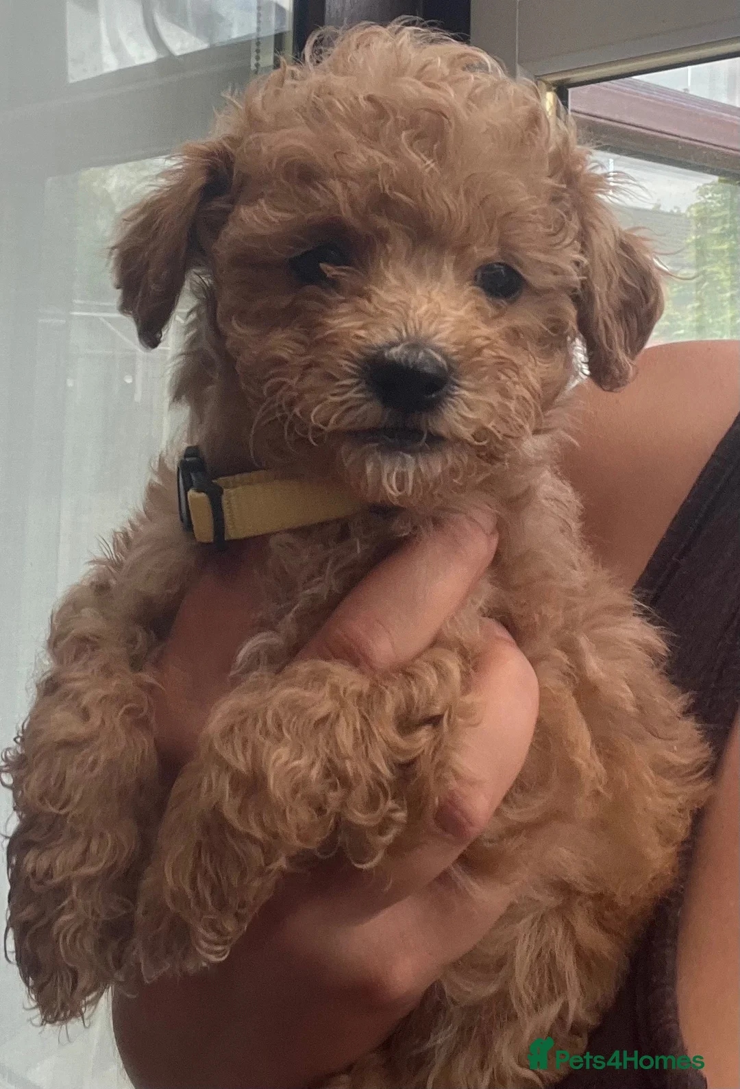 Shihpoo dogs for sale: 4 Shihpoos  - Advert 29
