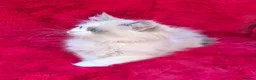 Ragdoll cats for sale: GCCF Registered Ragdoll Kittens  - Advert 14