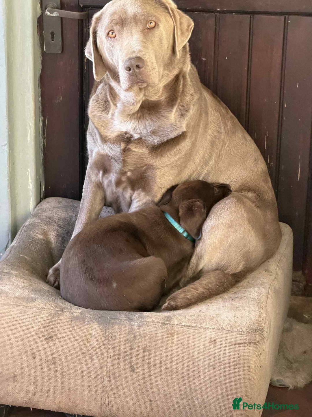 Labrador Retriever dogs for sale: KC CHOCOLATE PEDIGREE LABRADOR GIRL - Advert 27