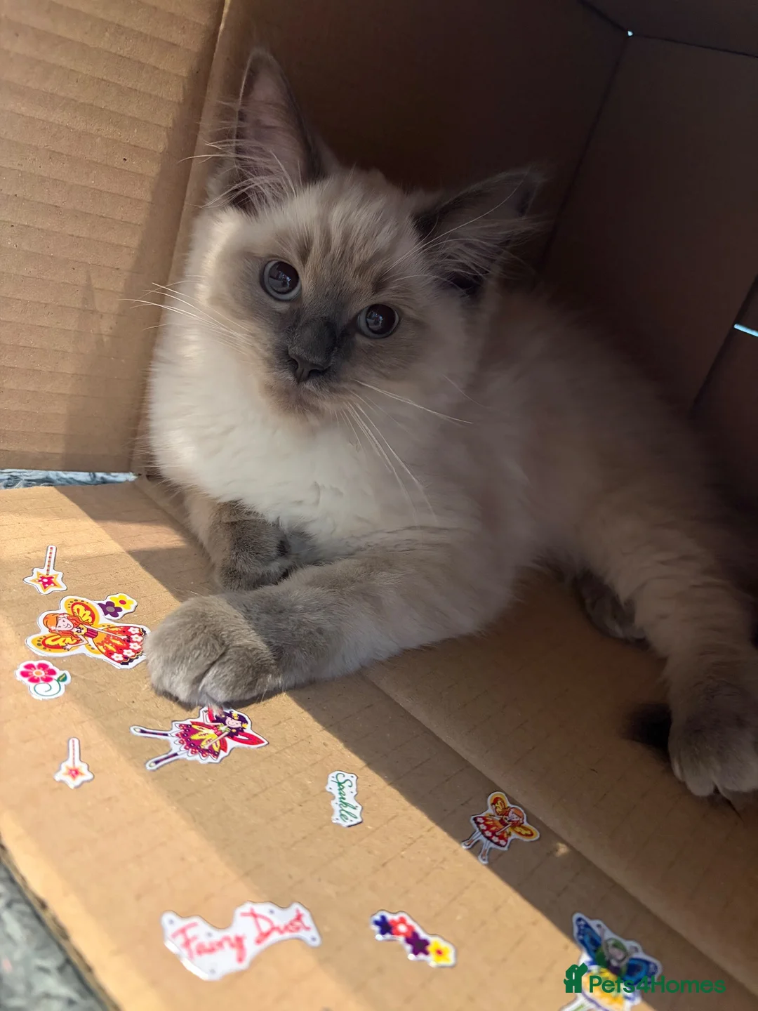 Ragdoll cats for sale: Ragdoll kittens age 17 weeks ready now  in Newtown - Advert 2