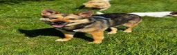 German Shepherd dogs for adoption: Sweet Kinga looking for LOVE  in Salisbury - Advert 2